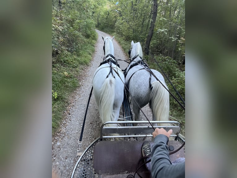 Lipizzan Hongre 11 Ans 160 cm Blanc in Sežana