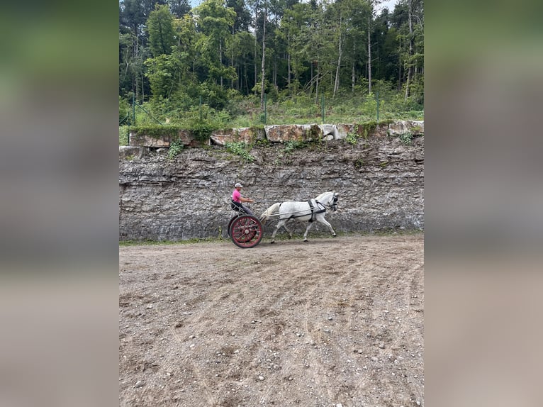 Lipizzan Hongre 11 Ans 160 cm Blanc in Sežana