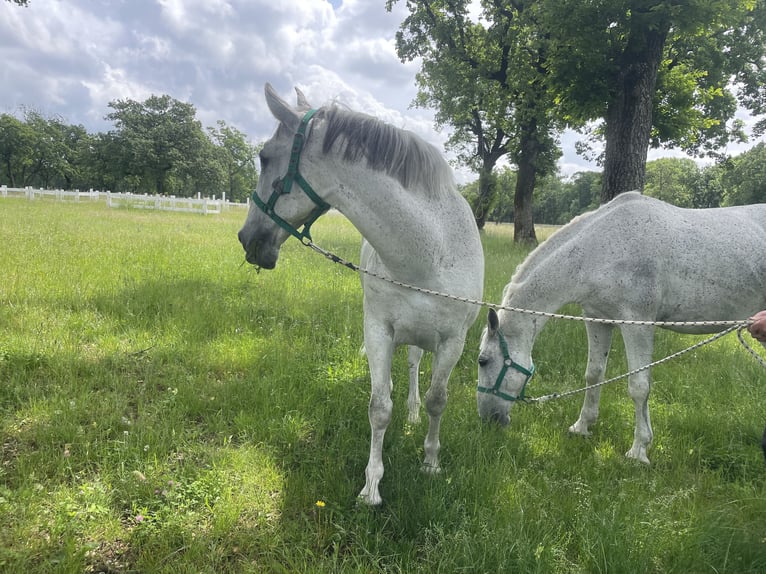 Lipizzan Hongre 11 Ans 160 cm Blanc in Sežana