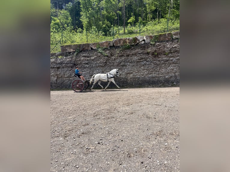 Lipizzan Hongre 11 Ans 160 cm Blanc in Sežana