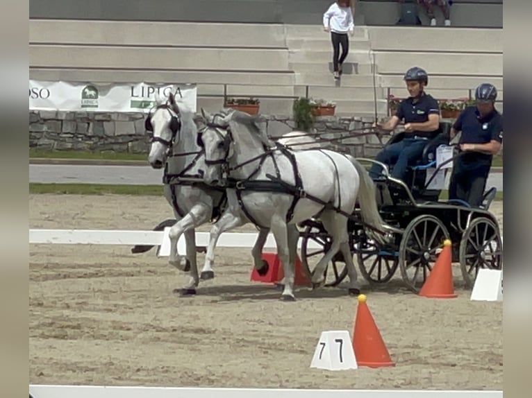 Lipizzan Hongre 11 Ans 160 cm Blanc in Sežana