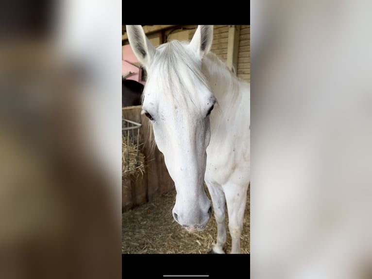 Lipizzan Hongre 11 Ans 160 cm  in Zoltingen