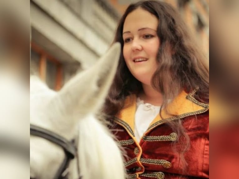 Lipizzan Hongre 11 Ans 160 cm Gris in Trnovska vas