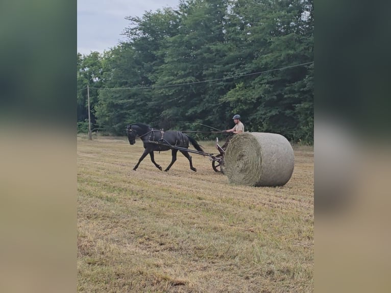 Lipizzan Hongre 11 Ans 160 cm Rouan Bleu in Móricgát