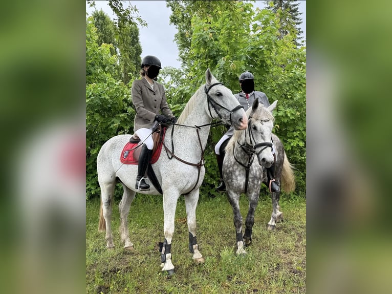 Lipizzan Hongre 11 Ans 164 cm Gris moucheté in Nürnberg