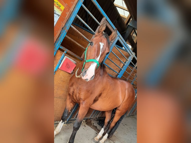 Lipizzan Hongre 12 Ans 152 cm Bai in AMSTETTEN