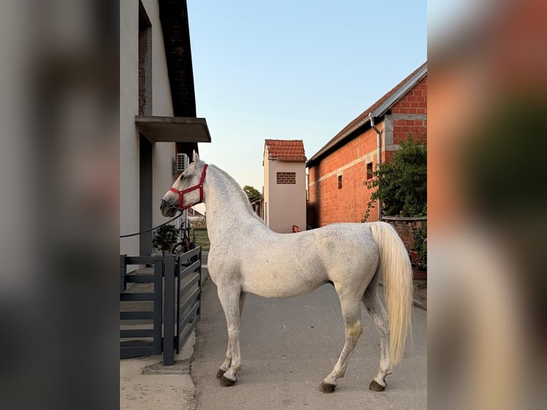 Lipizzan Hongre 12 Ans 155 cm Gris in Cepin
