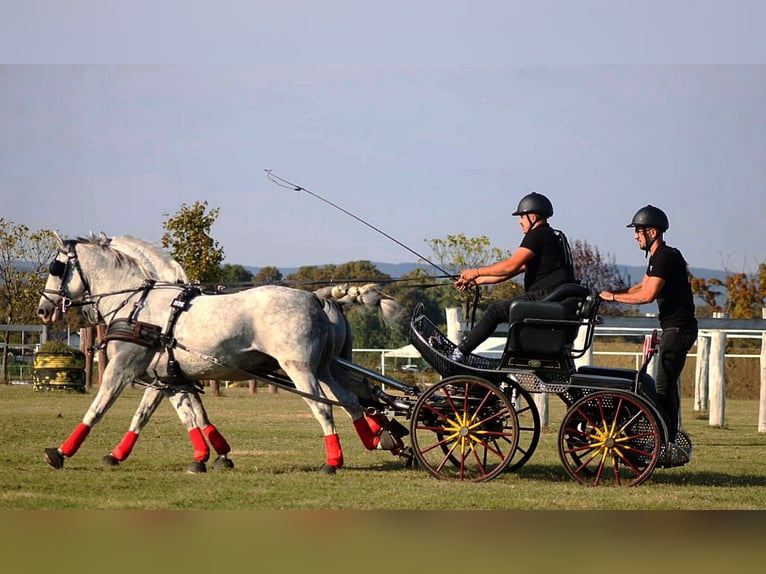 Lipizzan Hongre 12 Ans 155 cm Gris in Cepin
