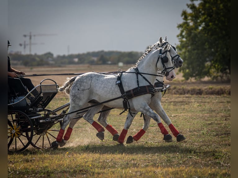 Lipizzan Hongre 12 Ans 155 cm Gris in Cepin