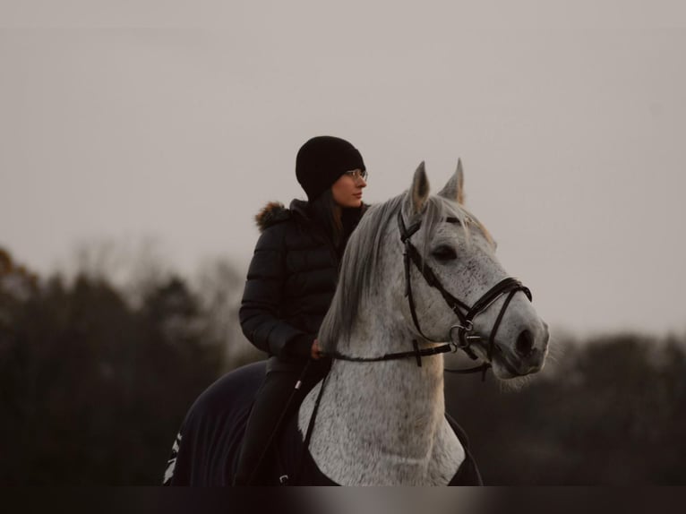 Lipizzan Hongre 12 Ans 158 cm Gris moucheté in Güstrow