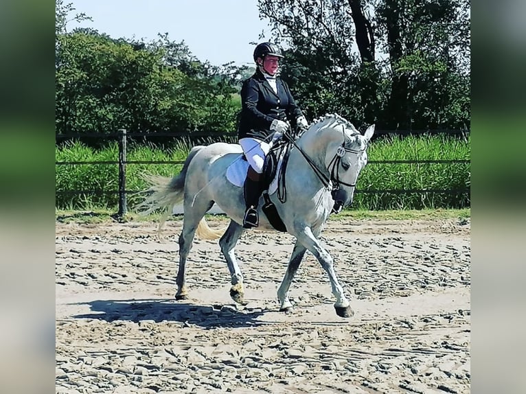 Lipizzan Croisé Hongre 12 Ans 159 cm Gris pommelé in Ovelgönne