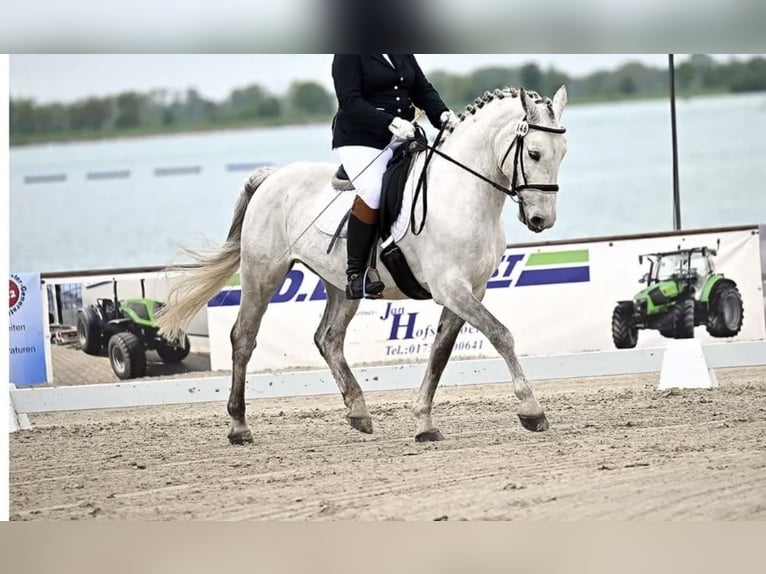 Lipizzan Croisé Hongre 12 Ans 159 cm Gris pommelé in Ovelgönne