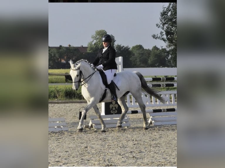 Lipizzan Croisé Hongre 12 Ans 159 cm Gris pommelé in Ovelgönne