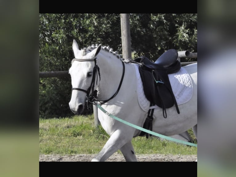 Lipizzan Croisé Hongre 12 Ans 159 cm Gris pommelé in Ovelgönne