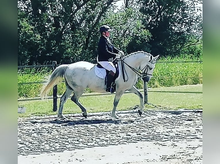 Lipizzan Croisé Hongre 12 Ans 159 cm Gris pommelé in Ovelgönne