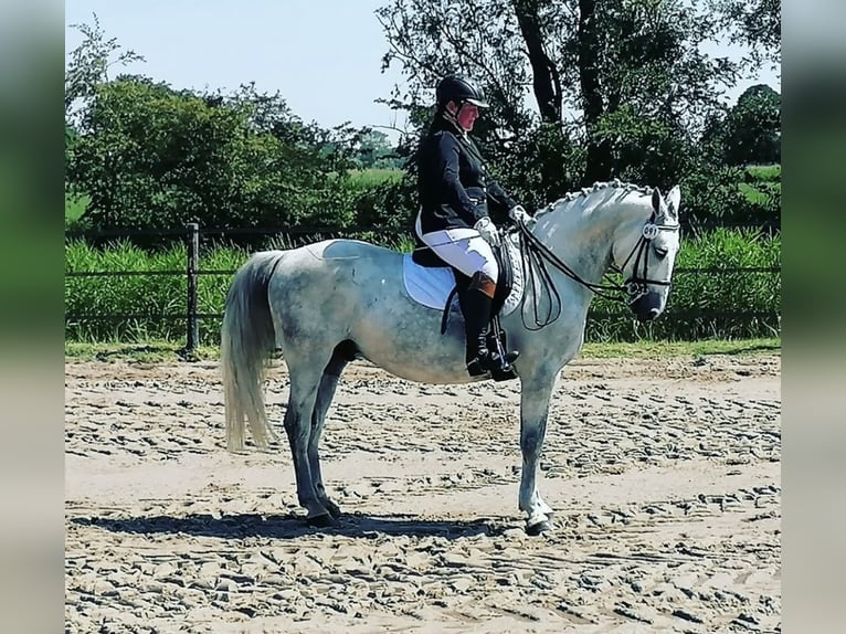 Lipizzan Croisé Hongre 12 Ans 159 cm Gris pommelé in Ovelgönne