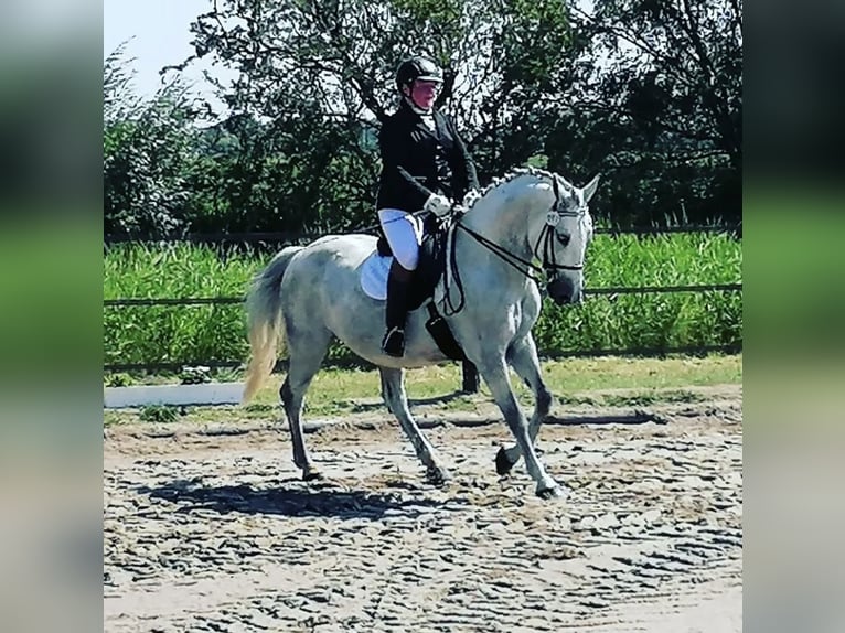 Lipizzan Croisé Hongre 12 Ans 159 cm Gris pommelé in Ovelgönne