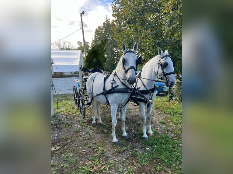 Lipizzan Hongre 12 Ans 160 cm Gris in Sezana
