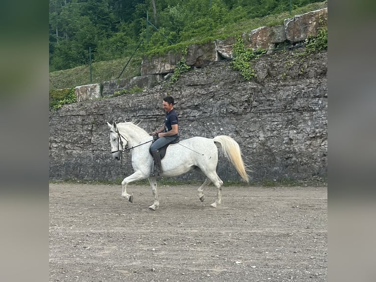 Lipizzan Hongre 12 Ans 160 cm Gris in Sezana
