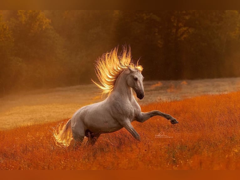 Lipizzan Hongre 12 Ans 161 cm Gris in Czarna