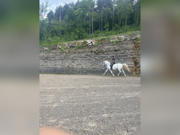 Lipizzan Hongre 12 Ans 163 cm Blanc in Sezana