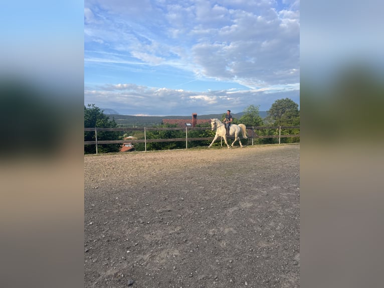 Lipizzan Hongre 12 Ans 163 cm Blanc in Sezana