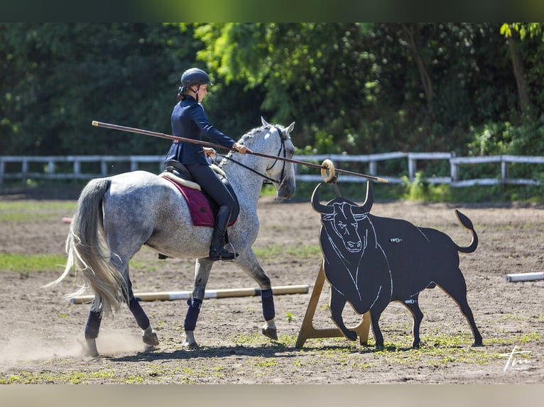 Lipizzan Hongre 12 Ans Gris in Százhalombatta