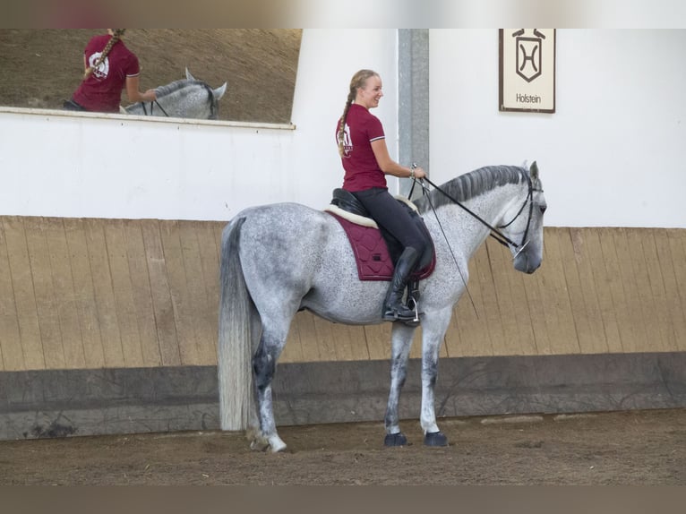 Lipizzan Hongre 12 Ans Gris in Százhalombatta