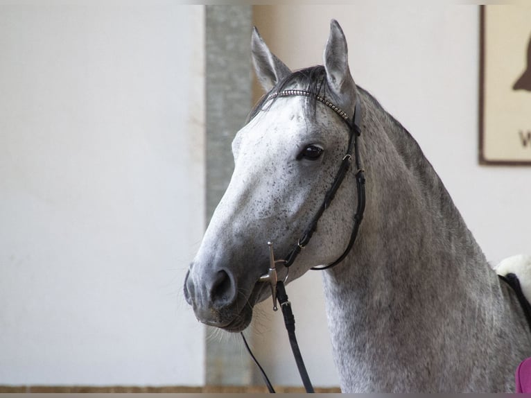 Lipizzan Hongre 12 Ans Gris in Százhalombatta