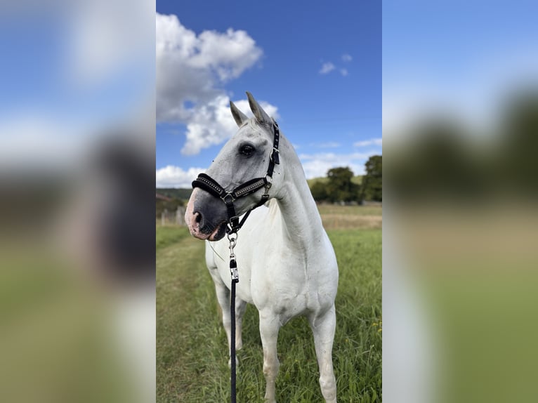 Lipizzan Hongre 13 Ans 155 cm Gris in les islettes