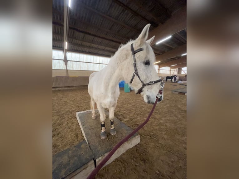 Lipizzan Croisé Hongre 13 Ans 155 cm Gris in Lebach