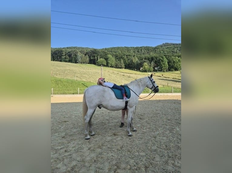 Lipizzan Hongre 13 Ans 158 cm Gris in Baden