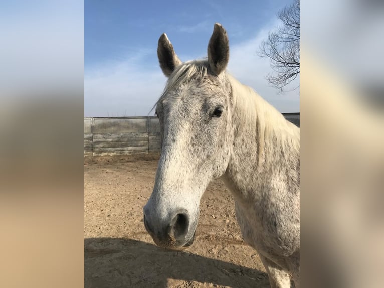 Lipizzan Hongre 13 Ans 160 cm Gris in Kolbermoor