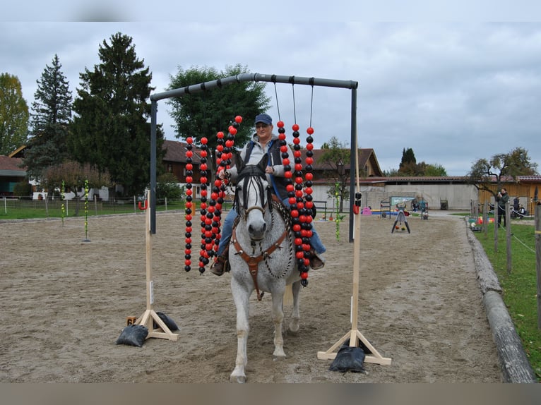 Lipizzan Hongre 13 Ans 160 cm Gris in Kolbermoor