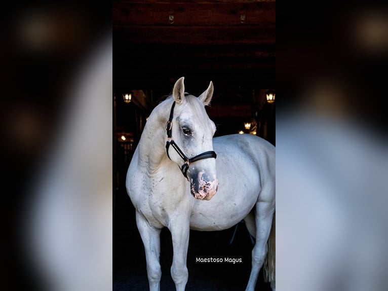 Lipizzan Hongre 13 Ans 163 cm Gris in Przedbórz