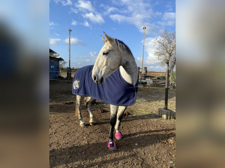 Lipizzan Hongre 13 Ans 163 cm Gris moucheté in Leverkusen