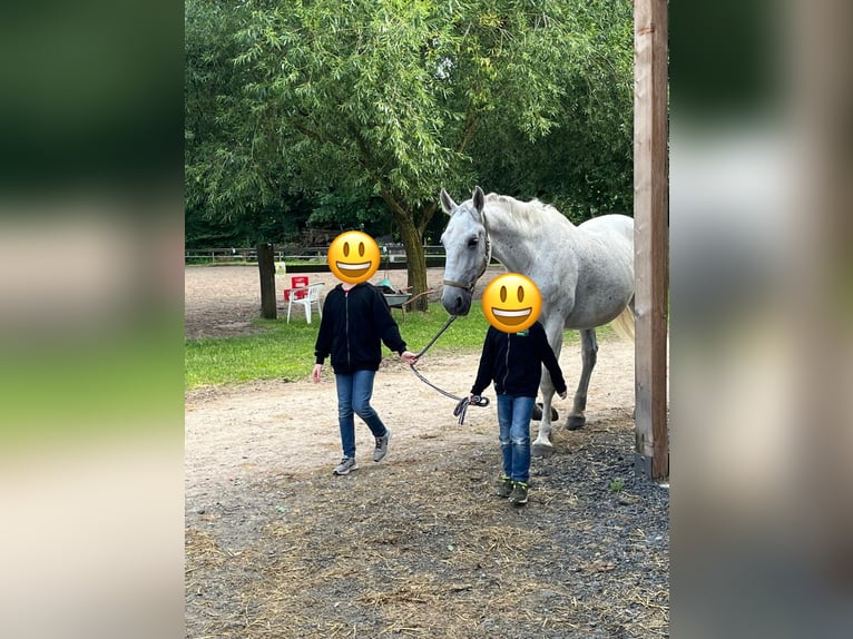 Lipizzan Hongre 13 Ans 170 cm Gris in Schlo&#xDF; Holte-Stukenbrock