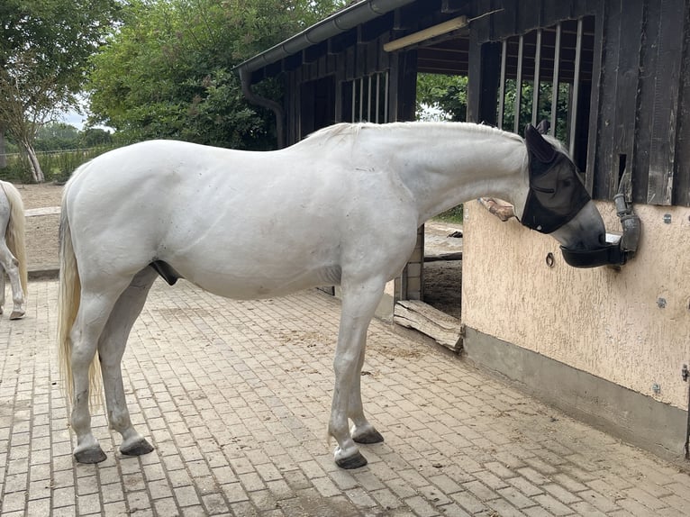 Lipizzan Hongre 14 Ans 162 cm Gris in Fröndenberg