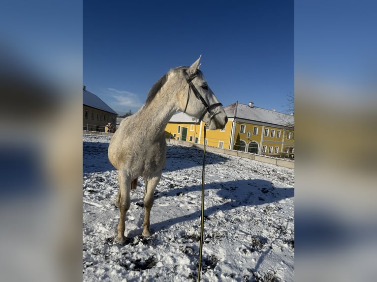 Lipizzan Hongre 14 Ans 162 cm Gris in Neuhofen An Der Ybbs