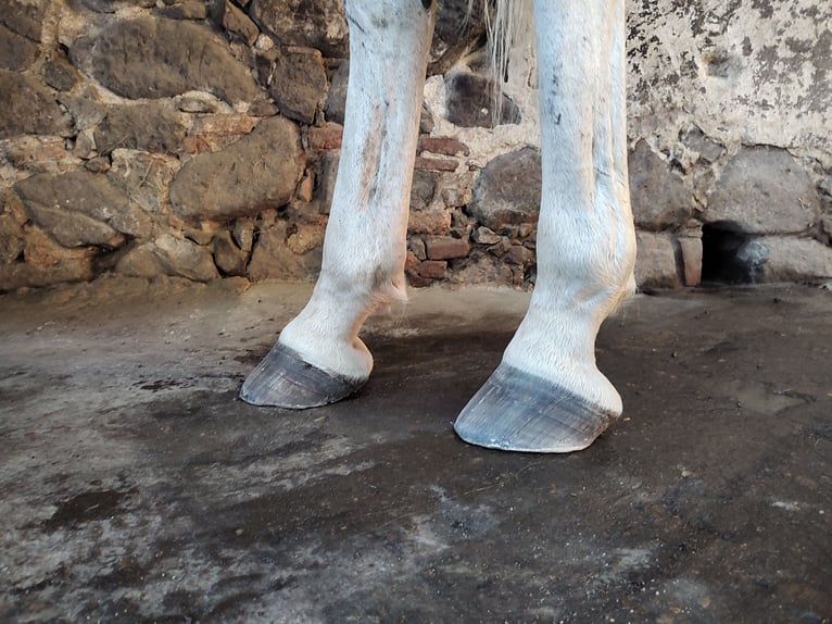 Lipizzan Hongre 14 Ans 162 cm Gris moucheté in Studniska Dolne