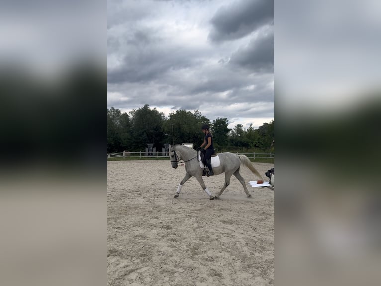 Lipizzan Croisé Hongre 14 Ans 165 cm Gris in Warszawa