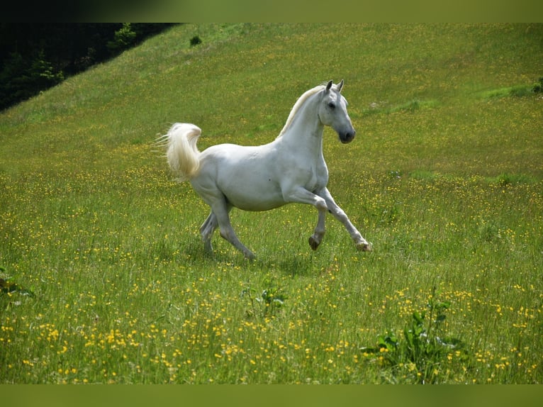 Lipizzan Hongre 15 Ans 153 cm Gris in Leonstein