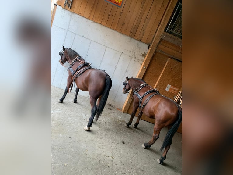 Lipizzan Hongre 15 Ans 158 cm Bai in Tirol