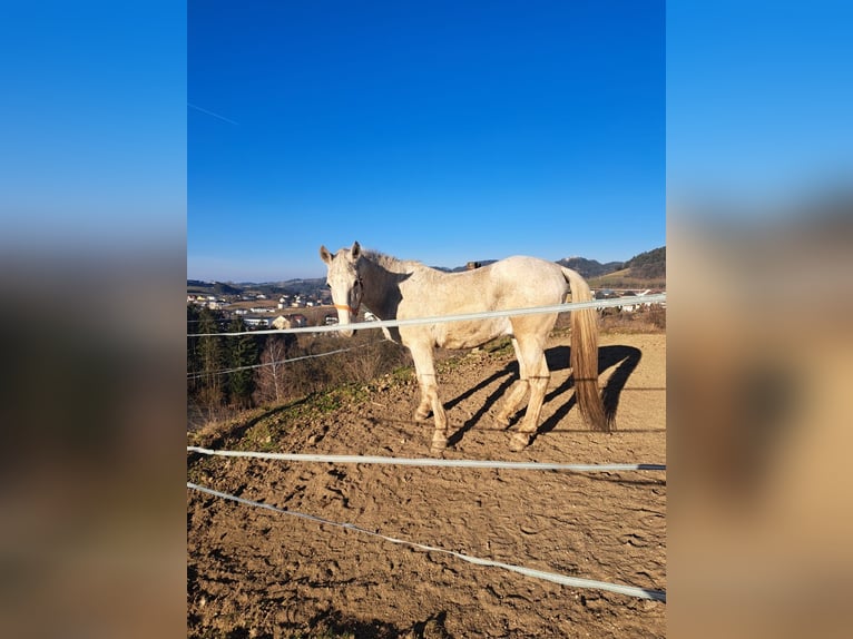 Lipizzan Hongre 16 Ans 158 cm Gris in Pabneukirchen