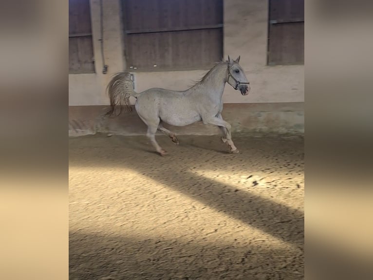 Lipizzan Hongre 17 Ans 163 cm Gris in Ligist