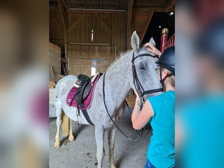 Lipizzan Croisé Hongre 18 Ans 165 cm Gris moucheté in Neustadl an der Donau