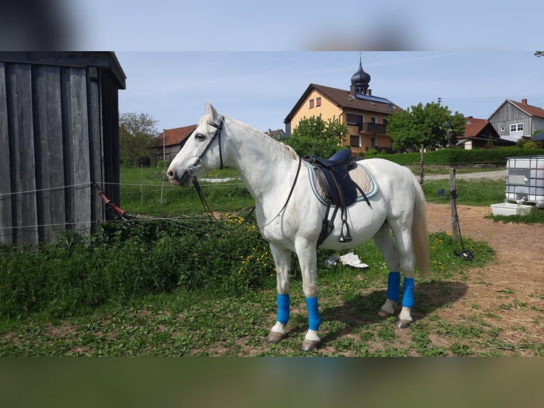 Lipizzan Croisé Hongre 19 Ans 155 cm Blanc in Neunkirchen