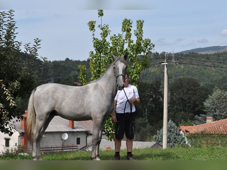 Lipizzan Hongre 1 Année 157 cm Gris in Velika Loka