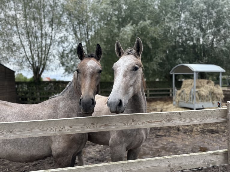 Lipizzan Hongre 1 Année 158 cm Gris (bai-dun) in Ruddervoorde