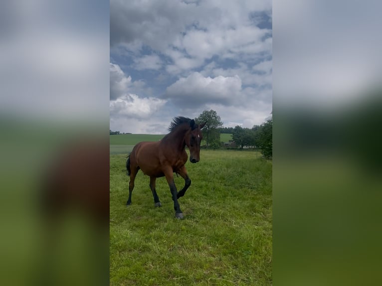Lipizzan Hongre 20 Ans  in Grünhain-Beierfeld